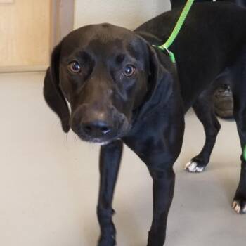 Mellow Yellow -  Mixed Breed Dog for Adoption in Asheville, North Carolina - Mellow Yellow | PetCurious