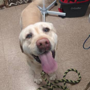 Labrador Retriever Dogs Available for Adoption - Comet Bennet | PetCurious