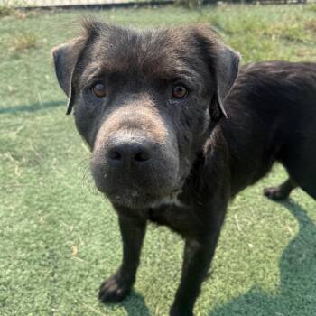 Looney -  Mixed Breed Dog for Adoption in Memphis, Tennessee - Looney | PetCurious