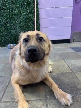 Kylo -  Shepherd and Mixed Breed Dog for Adoption in El Paso, Texas - Kylo | PetCurious