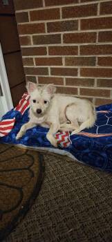 Jeffrey -  West Highland White Terrier Westie Dog for Adoption in Marshall, North Carolina - Jeffrey | PetCurious