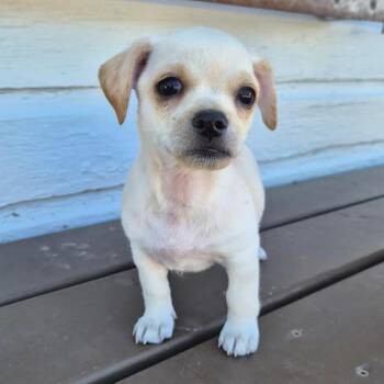 Snickerdoodle -  Terrier and Chihuahua Dog for Adoption in Prescott, Arizona - Snickerdoodle | PetCurious