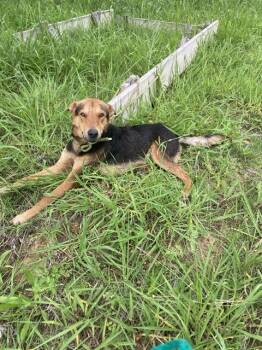 Mixed Breed Dogs Available for Adoption in Dallas, Texas - ROSSCO | PetCurious