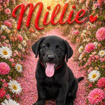 Standard Poodle and Black Labrador Retriever Dogs Available for Adoption in Hohenwald, Tennessee - Millie | PetCurious