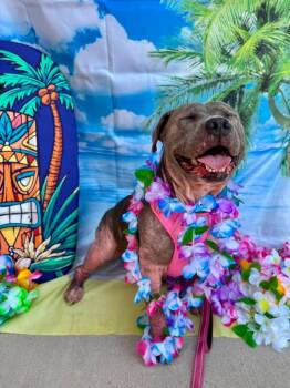 Cinderella -  Pit Bull Terrier Dog for Adoption in Benbrook, Texas - Cinderella | PetCurious