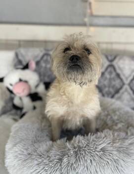 Dachshund and Pug Dogs Available for Adoption - Papa Cody | PetCurious