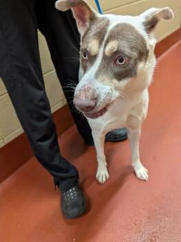 Siberian Husky Dogs Available for Adoption - Praline | PetCurious