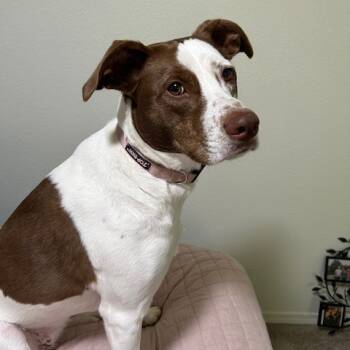 Rescue Terrier Dogs for Adoption in Tulsa, Oklahoma - Nala | PetCurious