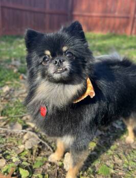 Rescue Mixed Breed Dogs for Adoption in Menomonie, Wisconsin - Guns N' Roses | PetCurious