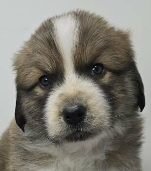 Australian Shepherd Dogs Available for Adoption in Newport, Tennessee - Hyperion | PetCurious