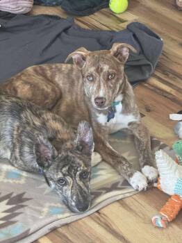 Rescue Mixed Breed Dogs for Adoption in De Pere, Wisconsin - Poppy | PetCurious