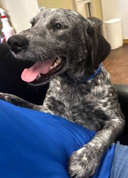 Australian Cattle Dog Blue Heeler Dogs Available for Adoption - Stella | PetCurious