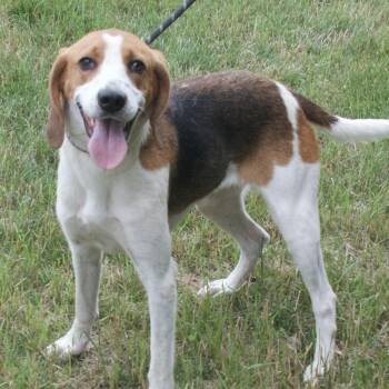 Rescue Hound Dogs for Adoption in Gloucester, Virginia - Lolly | PetCurious