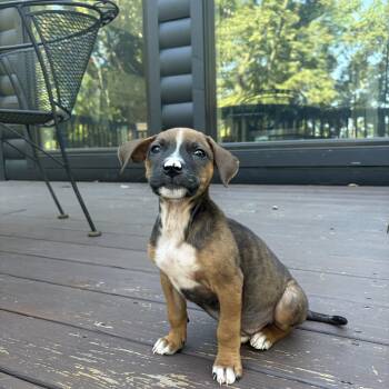 Mack - The Snuggle Budd -  Labrador Retriever and Chihuahua Dog for Adoption in Carolina, Carolina - Mack - The Snuggle Budd | PetCurious