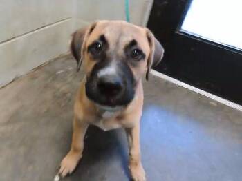 BEAUTY -  Mastiff and German Shepherd Dog Dog for Adoption in Tulsa, Oklahoma - BEAUTY | PetCurious