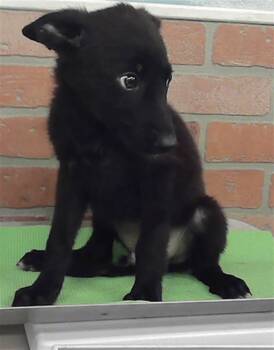A2086763 -  German Shepherd Dog and Mixed Breed Dog for Adoption in Houston, Texas - A2086763 | PetCurious