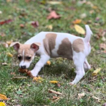 Maci -  Chihuahua Dog for Adoption in Enfield, New Hampshire - Maci | PetCurious