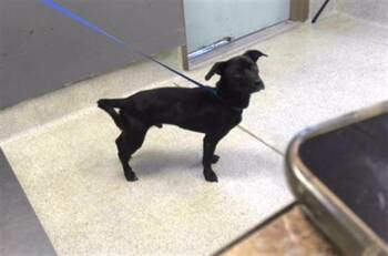 Rescue Dachshund and Mixed Breed Dogs for Adoption in Tallahassee, Florida - AARON | PetCurious