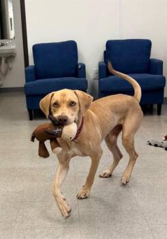 TULIO -  Mixed Breed Dog for Adoption in Palmetto, Florida - TULIO | PetCurious
