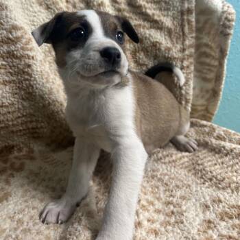 Mixed Breed Dogs Available for Adoption - Miso | PetCurious