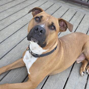 Rescue American Staffordshire Terrier Dogs for Adoption in Wilton, New York - Captain Goofy | PetCurious