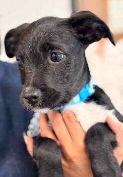 Terrier and Mixed Breed Dogs Available for Adoption in Los Angeles, California - Pignoli | PetCurious