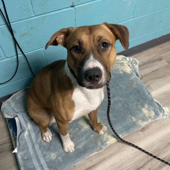 Maize -  Mixed Breed Dog for Adoption in St. Louis, Missouri - Maize | PetCurious