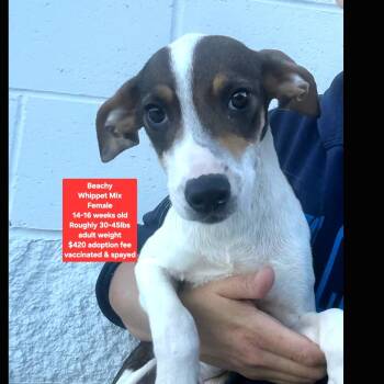 Beachy -  Whippet Dog for Adoption in Oviedo, Florida - Beachy | PetCurious