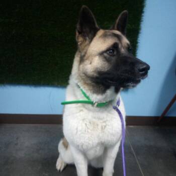 Misa -  Akita Dog for Adoption in Idaho Falls, Idaho - Misa | PetCurious