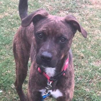 Rescue Pit Bull Terrier Dogs for Adoption in Potsdam, New York - Fennel | PetCurious