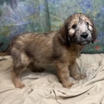 BonBon -  Poodle and Mixed Breed Dog for Adoption in Brownsboro, Alabama - BonBon | PetCurious