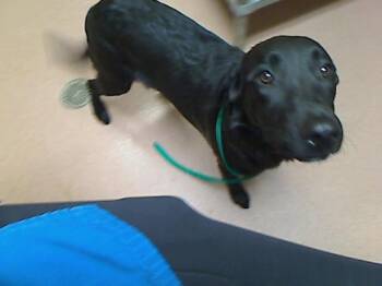 MICHAEL -  Labrador Retriever and Mixed Breed Dog for Adoption in Cookeville, Tennessee - MICHAEL | PetCurious