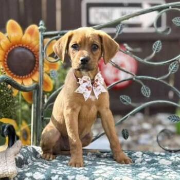 Latte -  Boxer and Blue Lacy Dog for Adoption in Fairfield, Connecticut - Latte | PetCurious