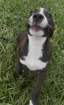 MR PICKLES -  Australian Kelpie and Mixed Breed Dog for Adoption in Rosenberg, Texas - MR PICKLES | PetCurious