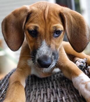 Luke -  Labrador Retriever Dog for Adoption in Nashville, Tennessee - Luke | PetCurious