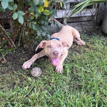 Shimmer Shine So Sweet -  Pit Bull Terrier and Staffordshire Bull Terrier Dog for Adoption in Friendswood, Texas - Shimmer Shine So Sweet | PetCurious