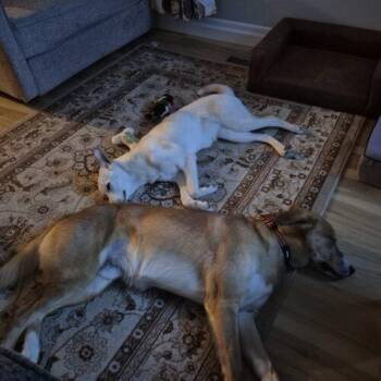 Yoshi -  Labrador Retriever and Mixed Breed Dog Available for Adoption in Hawkestone, Ontario - Yoshi | PetCurious