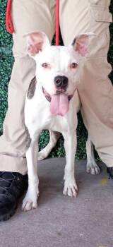61724259 -  Pit Bull Terrier and Mixed Breed Dog for Adoption in El Paso, Texas - 61724259 | PetCurious
