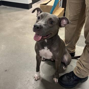 Tinkerbell -  Terrier Dog for Adoption in Tampa, Florida - Tinkerbell | PetCurious