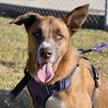 Ginger -  Australian Cattle Dog Blue Heeler and Australian Kelpie Dog for Adoption in Liverpool, Texas - Ginger | PetCurious