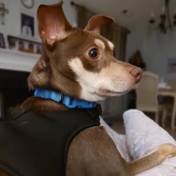 Ace -  Chihuahua and Mixed Breed Dog Available for Adoption in Winston-salem, North Carolina - Ace | PetCurious