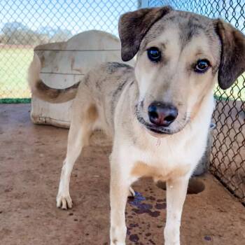 Rescue Mixed Breed Dogs for Adoption in Decherd, Tennessee - Sabry | PetCurious