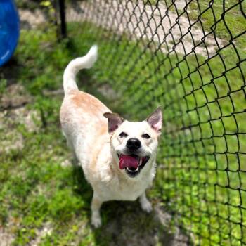 Banjo -  Mixed Breed Dog for Adoption in Port Charlotte, Florida - Banjo | PetCurious