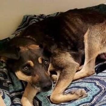 Honey -  Mixed Breed Dog for Adoption in Chino Valley, Arizona - Honey | PetCurious