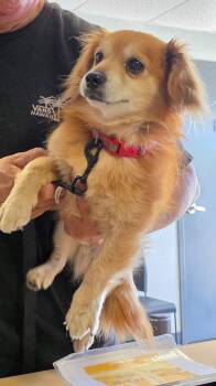 Terrier and Pomeranian Dogs Available for Adoption in Tulare, California - Punkie | PetCurious