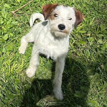 Harley -  Terrier and Mixed Breed Dog for Adoption in Springboro, Ohio - Harley | PetCurious