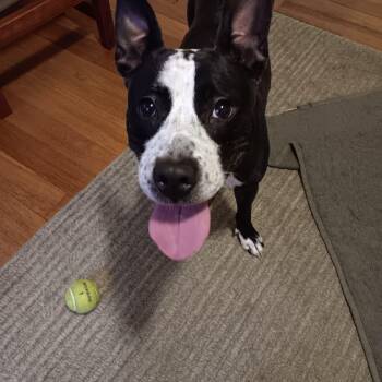 Iris -  Staffordshire Bull Terrier Dog for Adoption in Yonkers, New York - Iris | PetCurious