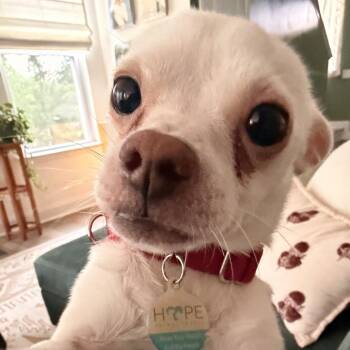 Zero -  Chihuahua and Mixed Breed Dog for Adoption in Durham, North Carolina - Zero | PetCurious