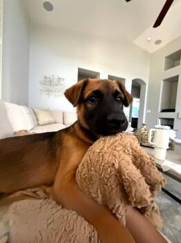 Kaito -  Shepherd Dog for Adoption in Mesa, Arizona - Kaito | PetCurious