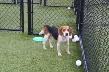 Todd -  Beagle and Mixed Breed Dog for Adoption in Kenansville, North Carolina - Todd | PetCurious